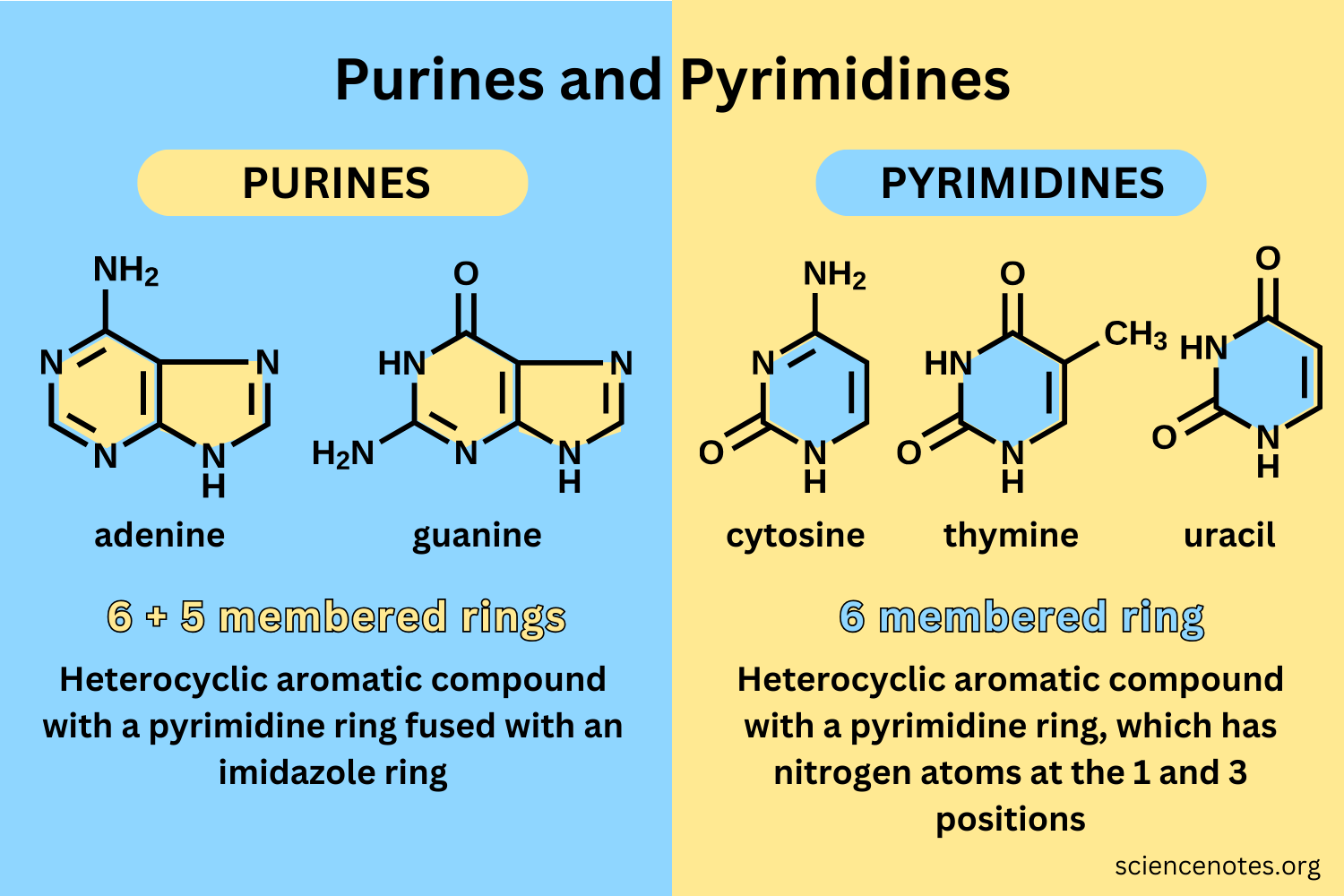 <p><span>Purines (2 PUGA) = have two rings, only include guanine and adenine</span><br><span>Pyrimidines (Y CUT 1) = have 1 ring, include cytosine, uracil, and thymine</span></p>