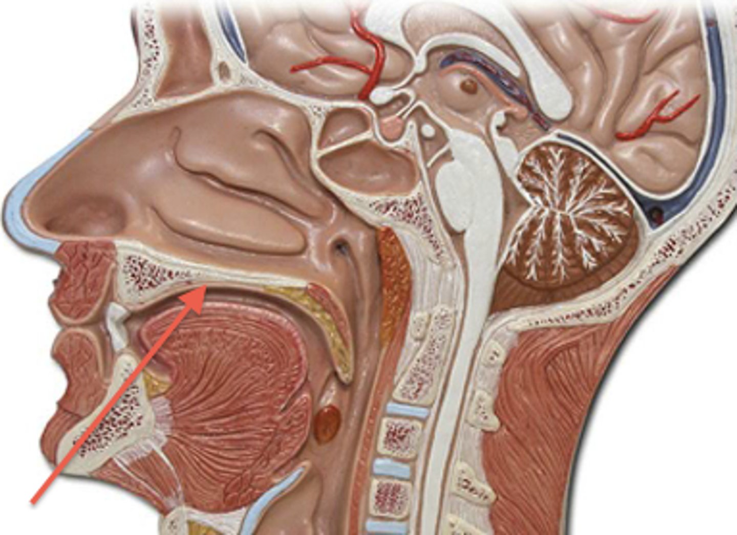 <p>Anterior region of the roof of the mouth; separates mouth and nasal cavity; rigid shelf to push food against w/tongue</p>