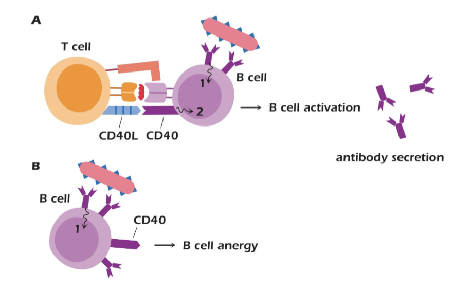 <p>B-cell anergy (or T cell anergy)</p>