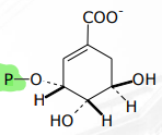<p>[SHIKIMIC ACID PATHWAY] What is the Step 6 in Shikimic Acid Pathway</p>