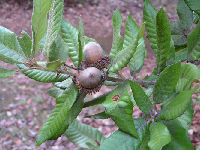 <p>Notholithocarpus densiflorus</p>