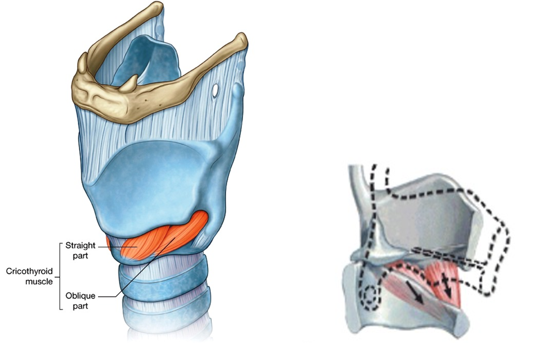 <p>What is the<strong> function and innervation </strong>of the <strong>cricothyroid muscle?</strong></p>