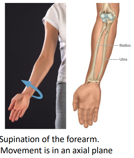 <p>Supinator m. (supination)</p>