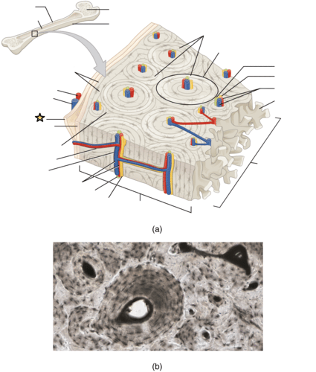 <p>Dense irregular connective tissue</p>