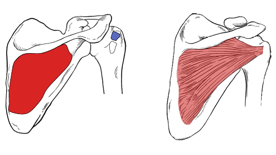 <p>What is the origin of the infraspinatus</p>