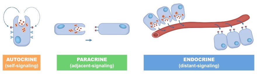 <p>What are autocrine signals</p><p></p>