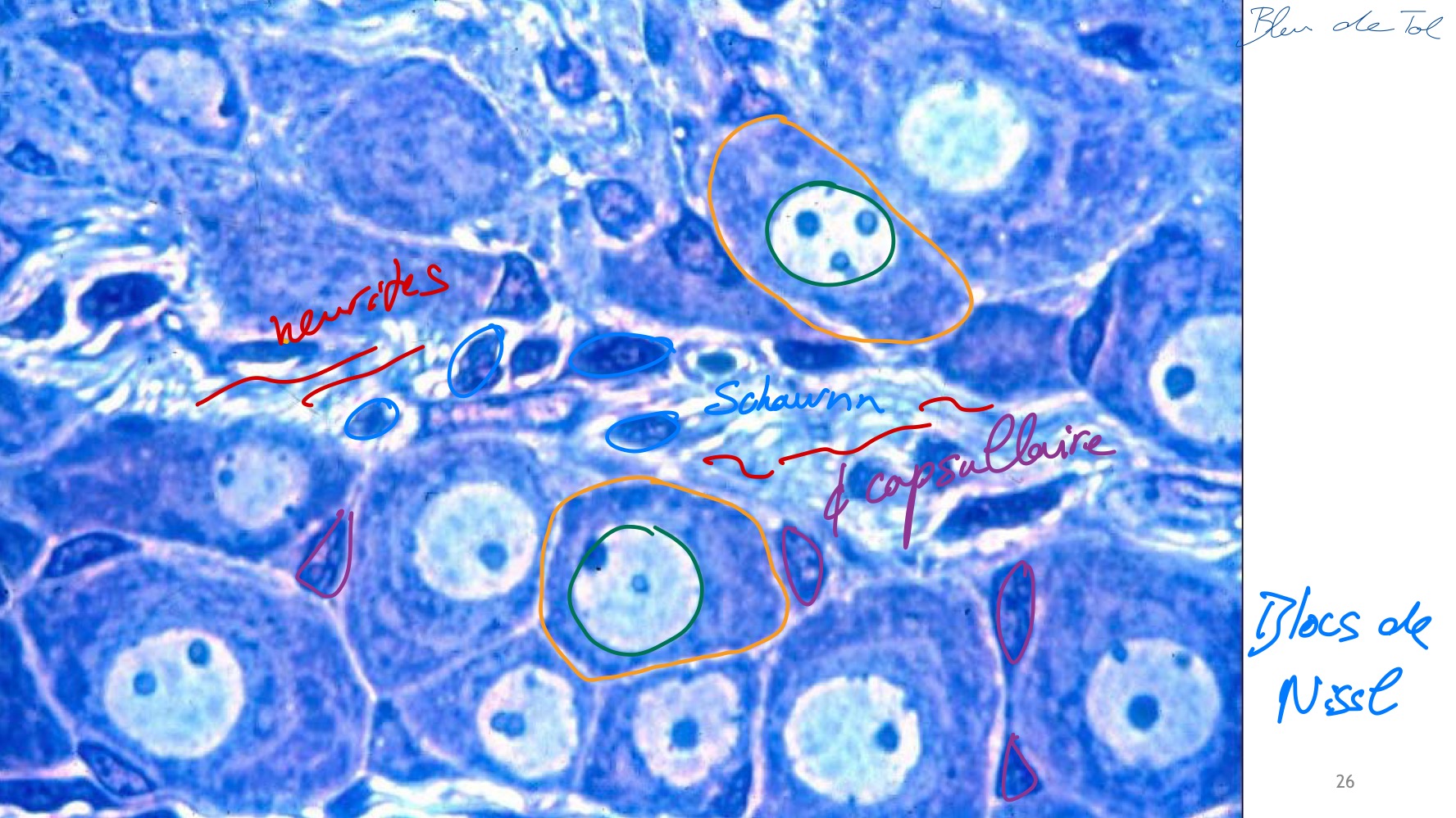 <p>MO, résine, bleu de toluidine </p><p>Ganglions nerveux + neurites + cellules gliales (capsulaire et schwann) =&gt; blocs de Nissl (saccule de RER dans le corps cellulaire du neurone) </p>