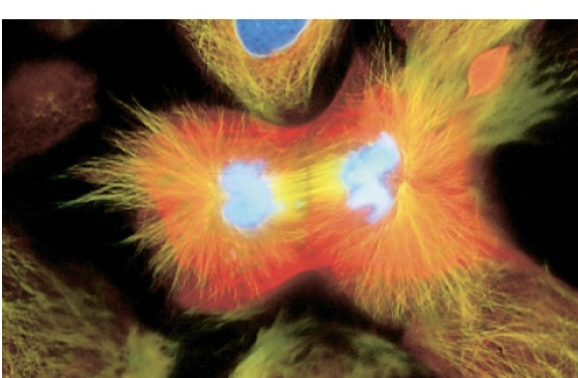 <p>nuclear membrane and nucleoli reform, spindle fibers disappear, chromosomes become tangled chromatin</p>