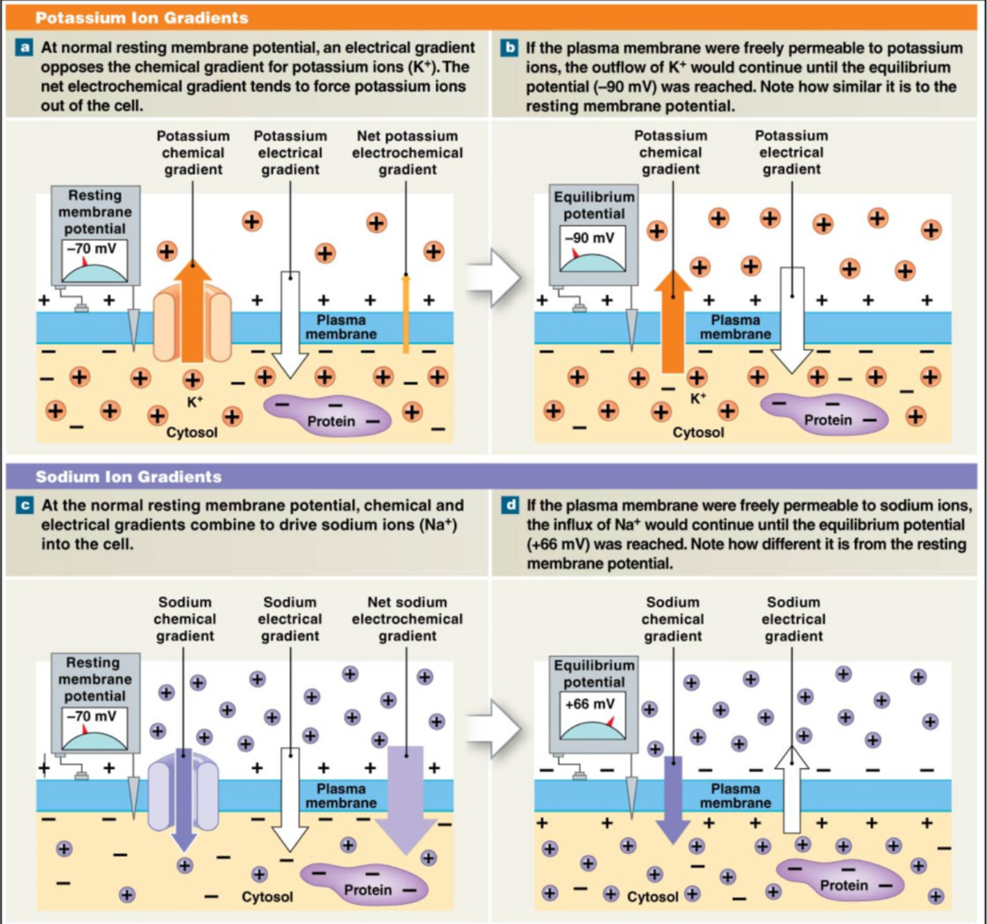 <ul><li><p>K+&nbsp;</p><ul><li><p>Salty bowl of special K → high K+ in cell →</p></li><li><p>Chemical Gradients: K+ wants to leave cell&nbsp;</p></li><li><p>Electrical Gradients: cell is more negative → K+ wants to&nbsp;enter negative cell</p></li><li><p>opposing gradients → net movement out of cell&nbsp;</p></li><li><p><strong>K+ leak out cell through leak channels&nbsp;</strong></p></li><li><p>free K+ movement → equilibrium = <strong>-90mV</strong> → <strong>K+ is much more permeable than Na+&nbsp;</strong></p></li></ul></li></ul><p></p><ul><li><p>Na+&nbsp;</p><ul><li><p>chemical gradient: Na+ wants to enter cell (more concentration outside)&nbsp;</p></li><li><p>electrical gradient:&nbsp;Na+ is positive → wants to enter into negative cell </p></li><li><p>chemical + electrical gradient same direction → Na+ really wants to enter cell </p></li><li><p>if Na+ allowed to pass freely → equilibrium = +66 mV, → <strong>high Na+ resistance</strong> → only a little Na+ allowed to pass during RMP</p></li></ul></li></ul><p></p><p>at RMP → movement of ions → leak channels&nbsp;</p><ul><li><p>K+ >>>> Na+</p></li></ul><p></p>