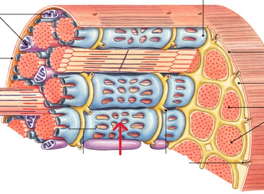 <p>Which part of the muscle fibers is:</p><ul><li><p>A membranous structure surrounding each myofibril</p></li><li><p>Contains a high concentration of calcium ions</p></li><li><p>Forms chamber attached to T tubules</p></li><li><p>Helps transmit action potential to myofibril</p></li></ul><p></p>