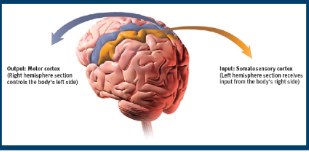 <p>motor: controls voluntary movements </p><p>somatosensory: registers information from the skin sense and body movement </p>