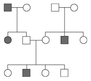 <p>What type of inheritance fits the data in this pedigree?</p>