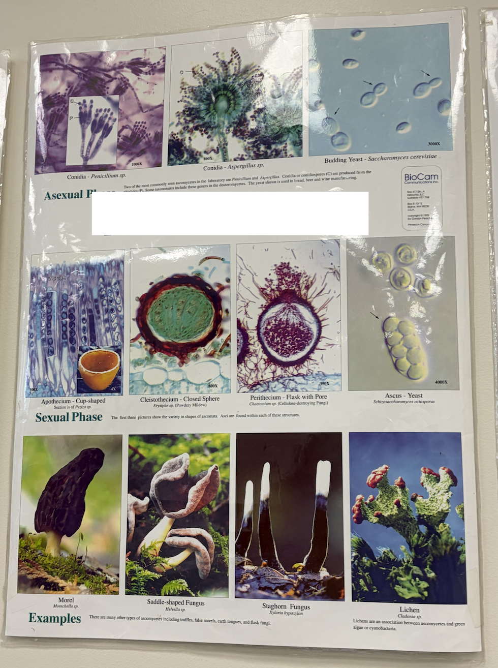 <p>What group of fungi is this?</p>