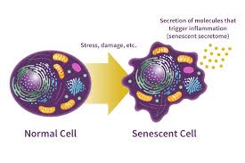 <p>Cells permanently stop proliferating (cell cycle arrest) due to stress but do not die.</p><p>Can secrete<mark data-color="yellow" style="background-color: yellow; color: inherit;"> inflammatory/signalling molecules</mark> (<strong>SASP</strong>- senescence associated secretory phenotype) that can promote tumour growth, aging and tissue repair. </p>