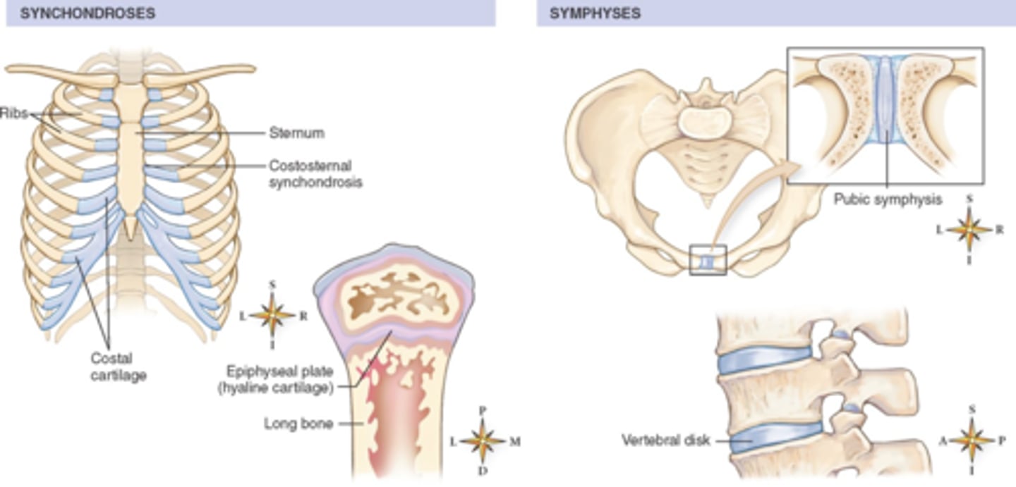<p>_____ joints:</p><p>- Cranial sutures</p><p>- Syndesmoses (tibia-fibula, radius-ulna)</p>