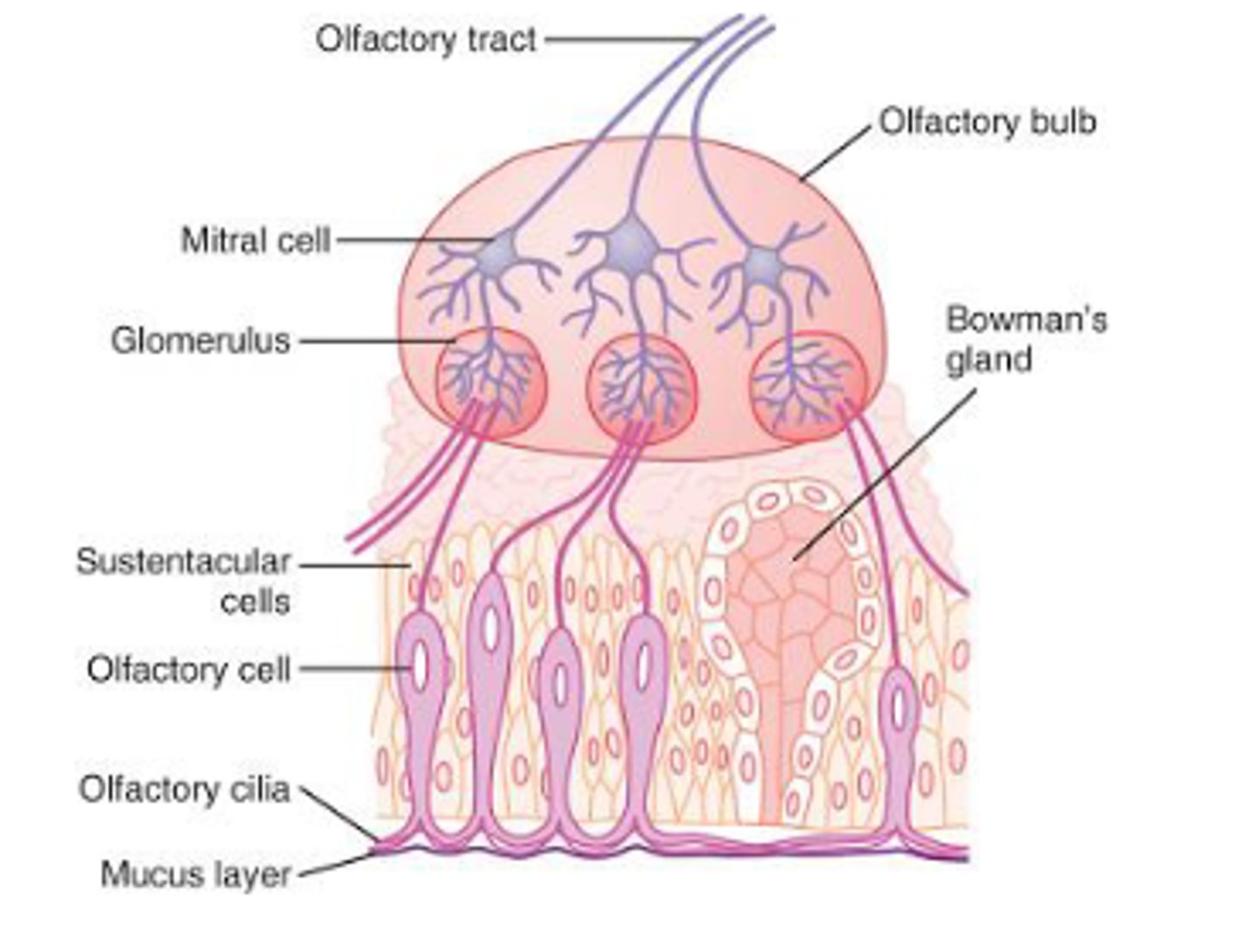 <p>Anterior olfactory nuclei</p>