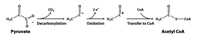 <p>in the mitochondrial matrix, pyruvate is decarboxylated by the pyruvate dehydrogenase complex to form acetyl coA</p>