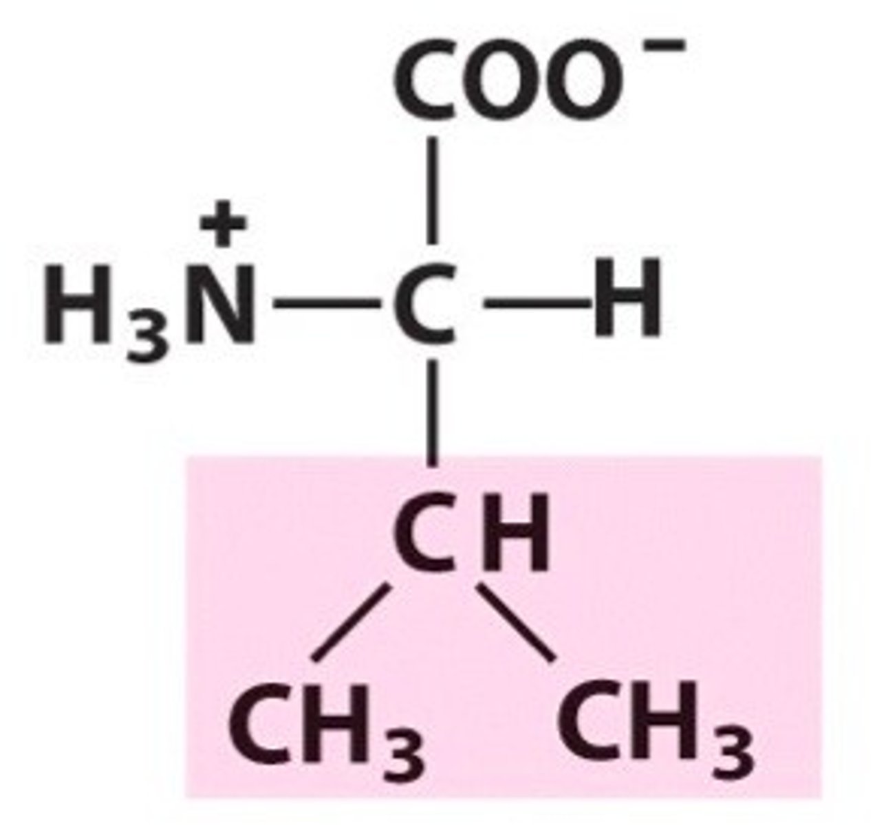 <p>Name the amino acid</p>