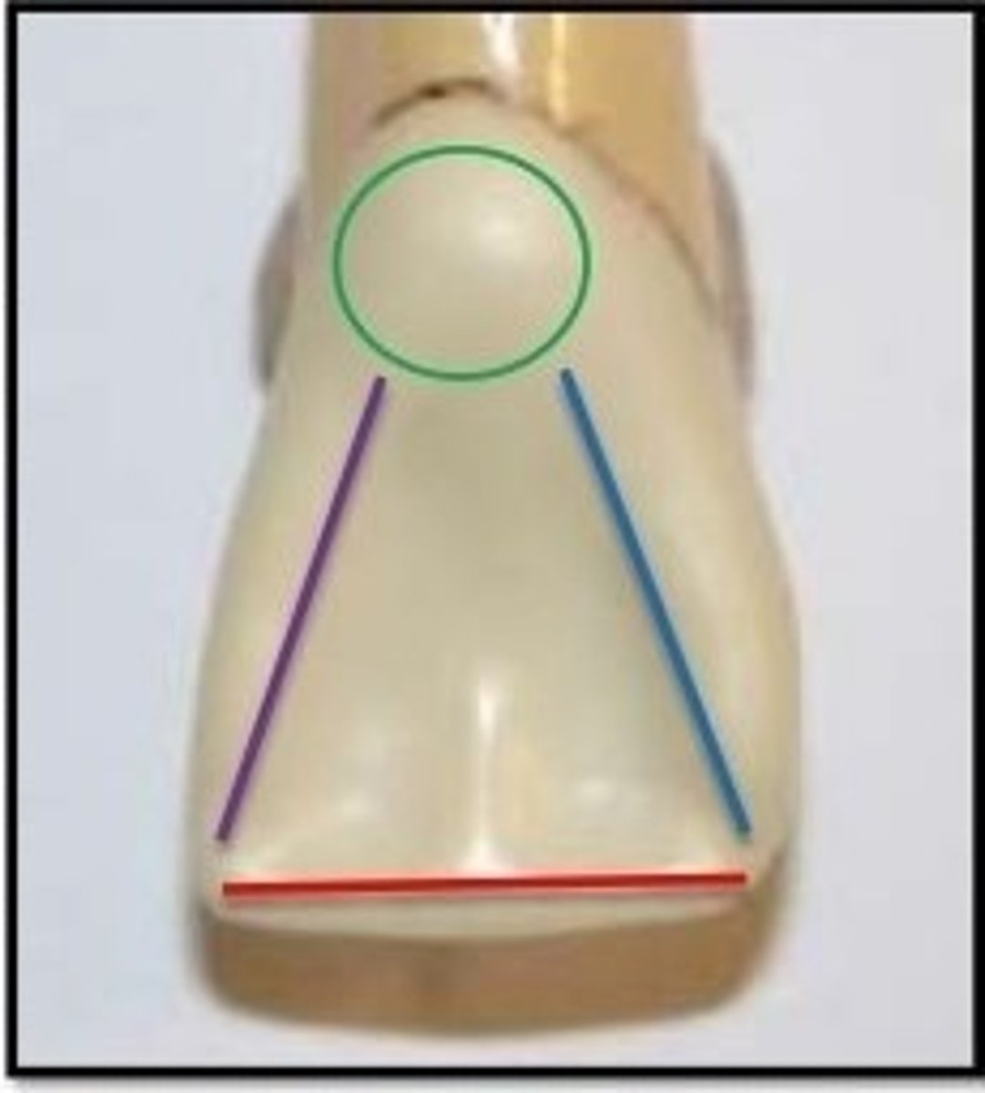 <p>What area is marked by the green circle?</p>