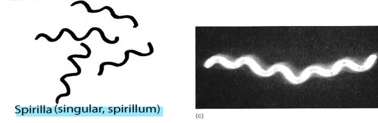 <p>what shape are spirilla?</p>