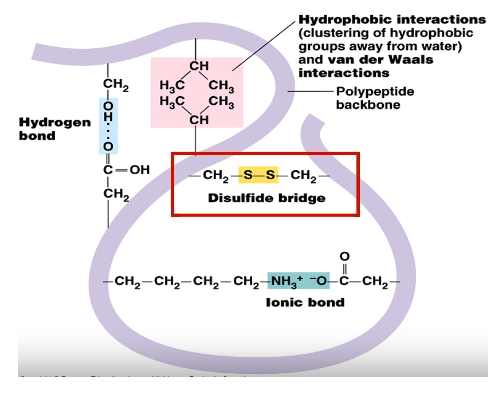 <p><strong><u>Protein folding (bonds)</u></strong></p><p><span><strong>Disulfide bonds (-S-S-): </strong>Between two Cysteine amino acids, Strong covalent bonds</span></p><p><span><strong>Hydrogen bonds: </strong>Between O and H, weak bond</span></p><p><span><strong>Ionic electrostatic bonds: </strong>Between COO<sup>-</sup> and -NH<sub>3</sub><sup>+</sup>, weak bond</span></p><p><span><strong>Hydrophobic/Hydrophilic interactions: </strong>Between R groups, weak bond</span><br></p>
