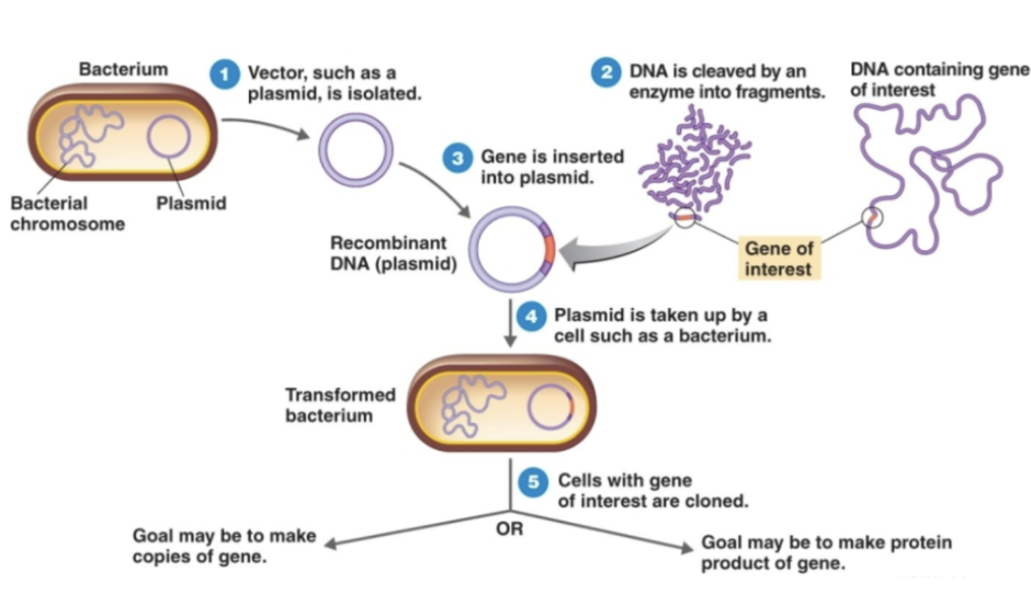 <ul><li><p>Isolate plasmid vector & cut it.</p></li><li><p>Insert desired gene → <strong><em>recombinant plasmid.</em></strong></p></li><li><p>Transform bacteria with recombinant plasmid.</p></li><li><p>Bacteria divide & reproduce new gene.</p></li></ul><p></p>