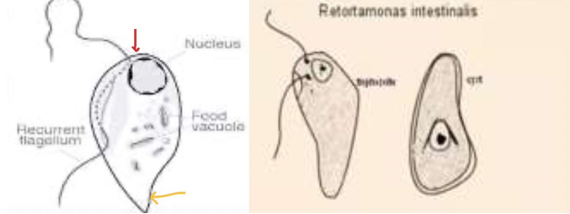 IDENTIFY THE FAMILY AND MEMBER