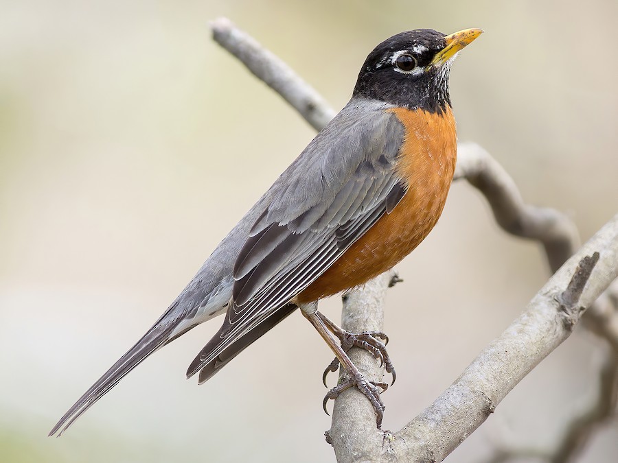 Passeriformes - Turdidae - Turdus migratorius