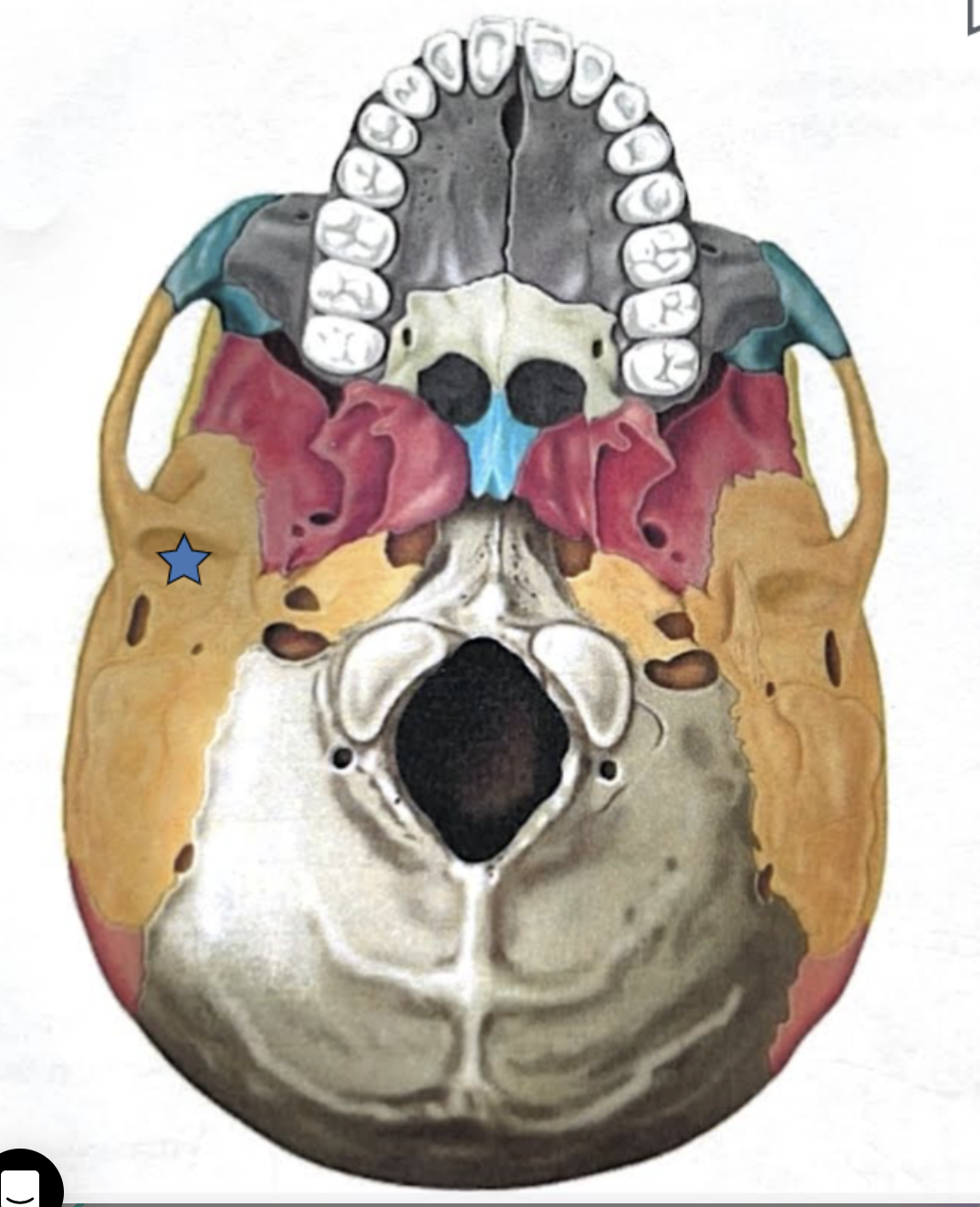 <ul><li><p><strong>Mandibular fossa</strong></p></li><li><p>Located on the inferior surface of the zygomatic process</p></li><li><p>Receives the condylar process of the mandible to form the temporomanidubular joint  </p></li></ul><p></p>