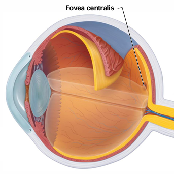 <p>The fovea centralis is significant because?</p>