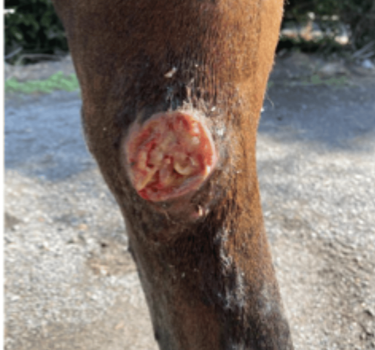 <p>describe this wound</p>