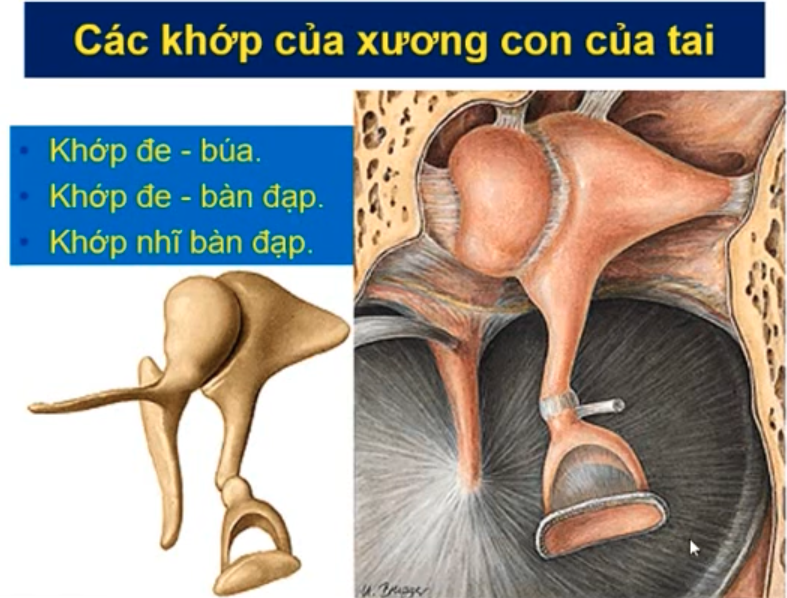 <p>3 khớp của chuỗi xương con </p>