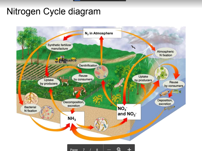 <p>An example of a biogeochemical cycle. -Nitrogen is used to build proteins in all organisms. -N2 (atmospheric nitrogen) cannot be used by organisms. -Lightning and nitrogen-fixing bacteria can bond nitrogen to oxygen or hydrogen to make usable nitrogen compounds. Synthetic fertilizers can also be added to the soil. -Plants absorb these compounds from the soil. Usable nitrogen then moves through food chains. -Decomposition and excretion return nitrogen to the soil.</p>