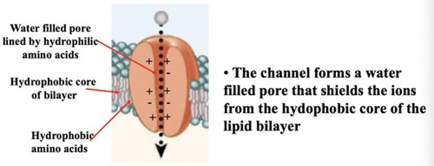 <p>Proteins allowing rapid ion passage without binding.</p>