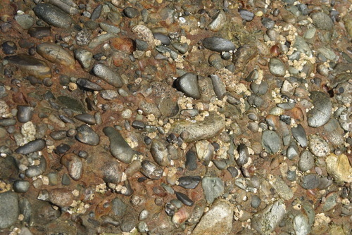 <p>sediment deposited directly by a glacier</p>