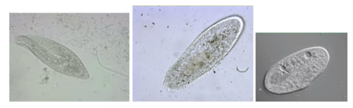 <p>How does this organism MOVE/FEED?</p>