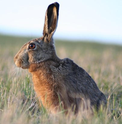 <p>zařaď živočicha do systému</p><p>Třída - řád - čeleď - druh čeština (latina)</p>
