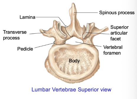 <ul><li><p><span style="background-color: transparent;"><strong><span>Body</span></strong><span> — LARGE, and longer (to hold up more body weight) </span></span></p></li><li><p><span style="background-color: transparent;"><strong><span>Vertebral foramen</span></strong><span> – vertically flatten and smaller </span></span></p></li><li><p><span style="background-color: transparent;"><strong><span>Superior articular facet</span></strong><span> – facing towards midline, no longer circularly flat (more oval-rectangular) </span></span></p><ul><li><p><span style="background-color: transparent;"><span>Inferior articular facet points laterally </span></span></p></li></ul></li><li><p><span style="background-color: transparent;"><strong><span>Pedicle</span></strong><span> – THICKERER but short, one-direction, with no direct superior articular facet on top </span></span></p></li><li><p><span style="background-color: transparent;"><strong><span>Transverse process</span></strong><span> – sticks out laterally, pointy </span></span></p></li><li><p><span style="background-color: transparent;"><strong><span>Spinous process</span></strong><span> – shorter (thin), more rectangular</span></span></p></li></ul><p></p>