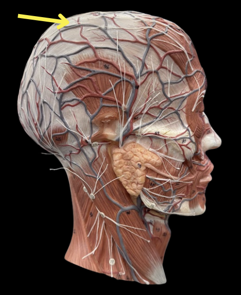 <p>The connective tissue</p>