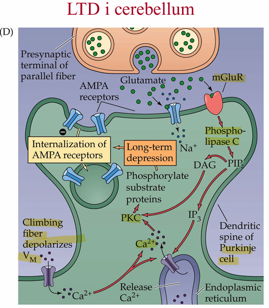 <p>Ca2+ channels opens, contribute to phosphorylation of substrate proteins and internalization of AMPA</p>