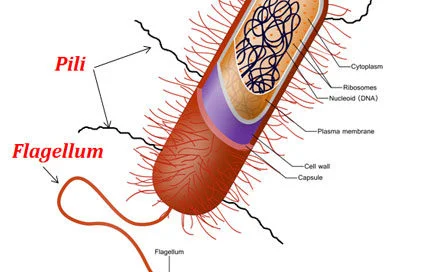 <p>Primarily on the surface on gram-negative bacteria, they are thin appendages composed of polymerized pilin proteins</p>