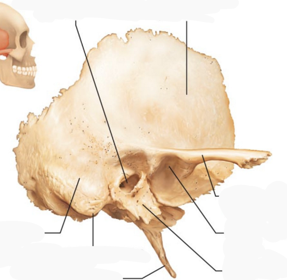 <p>Where in the picture is the squamous part?</p>