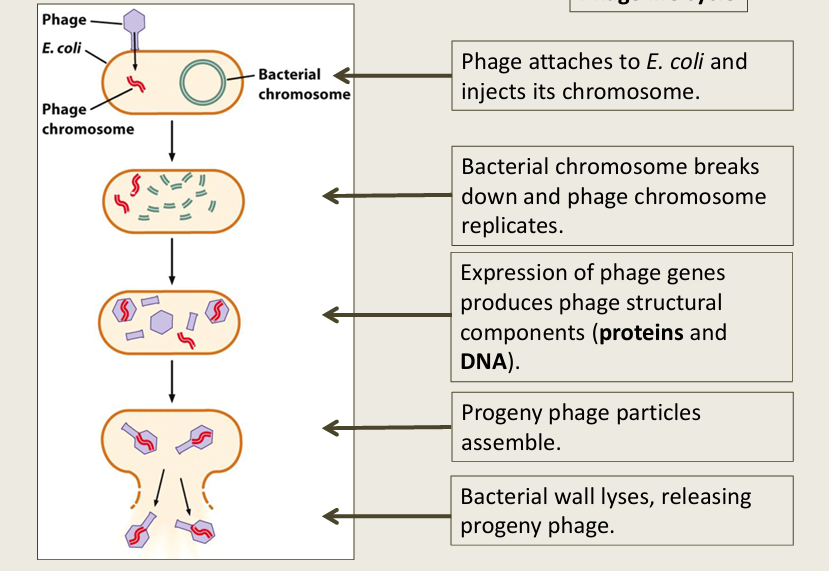 <ul><li><p>Hershey and Chase </p></li><li><p>Used Bacteriophage T2 (infects E. coli)</p></li><li><p>radioactively labeling molecules us a common technique to track molecule of interest</p></li><li><p>Hershey-Chase incorporates:</p><ul><li><p>Radioactive P in DNA </p></li><li><p>Radioactive S in proteins</p></li></ul></li></ul><p></p>