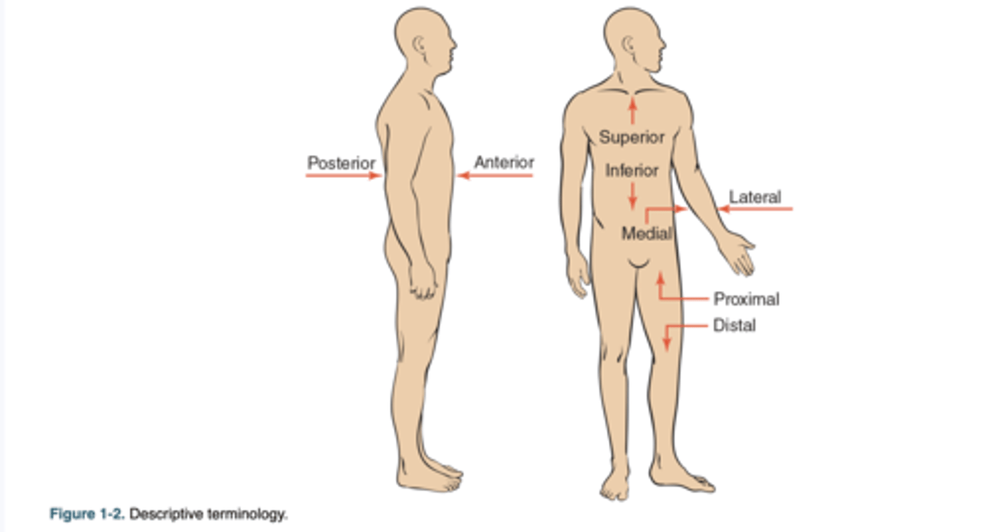<p>refers to a location or position farther from the midline of the body.</p>