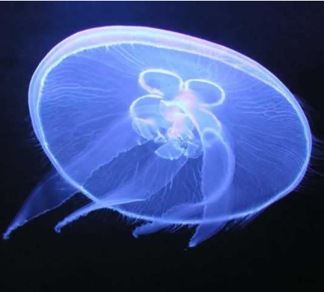 <p>jellyfish </p>