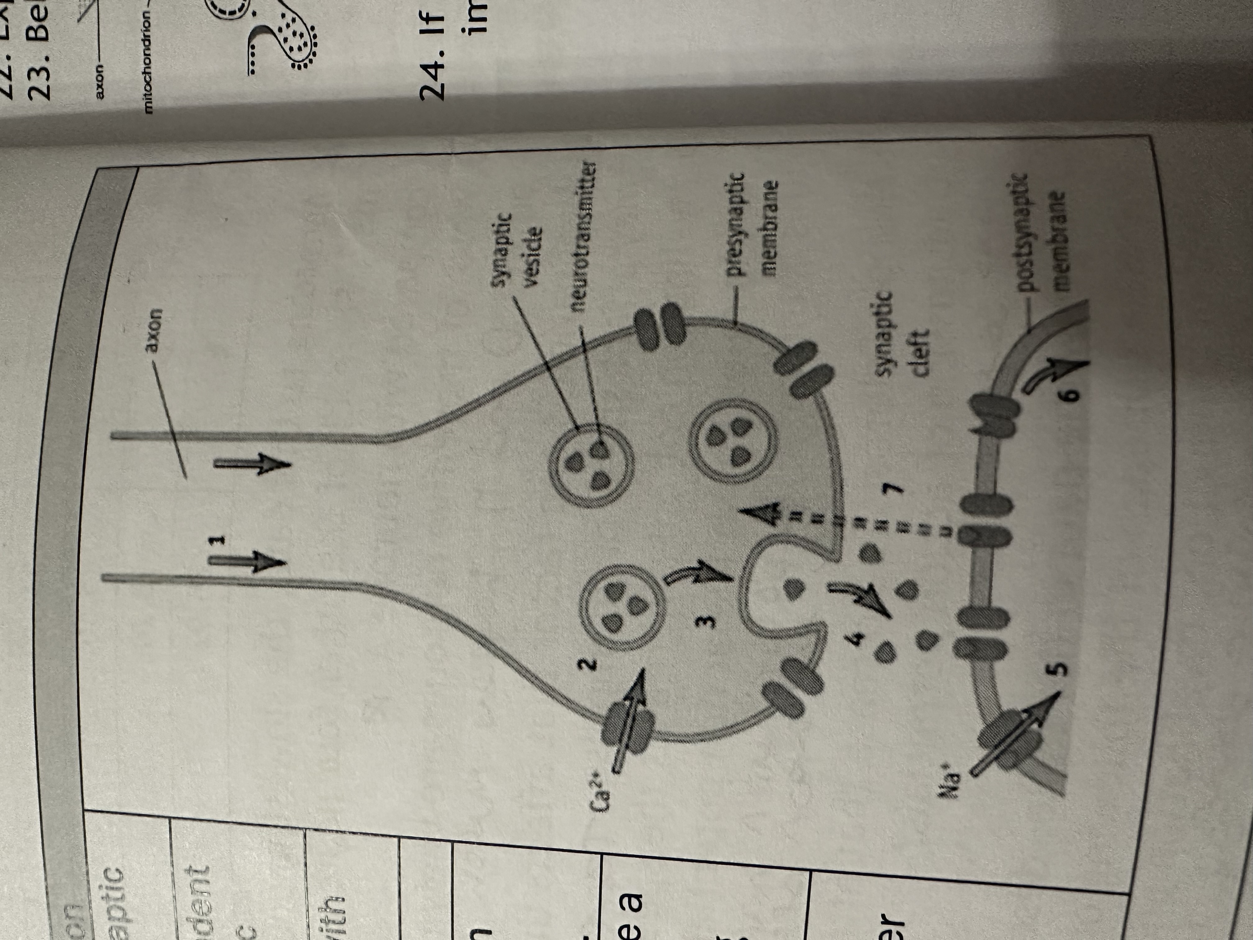 <p>1) Incoming AP causes depolarisation in the synaptic knots</p><p>2) Membrane depolarises causing calcium voltage dependent channels to open. Ca+ flood into the synaptic knob along the electrochemical gradient</p><p>3) The influx of calcium ions causes synaptic vesicles to fuse with the presynaptic membrane</p><p>4) Neurotransmitter is released into the synaptic cleft</p><p>5) Neurotransmitter binds to the receptor site on the sodium ion channels and causes them to open. This allows Na+ to flood in along the electrochemical gradient</p><p>6) Depolarisation inside the post synaptic neurone must be above a threshold value. If the threshold is reached a new AP is sent along the axon of the post synaptic neurone</p><p>7) When released from the receptor the neurotransmitter will be taken up across the presynaptic membrane either whole or after being broken down. This closes sodium channels and prevents the post synaptic neurone from continuously generating new action potentials</p>
