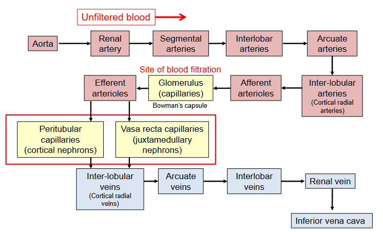 <p>Breakdown of how blood is being filtered, urea/urine being made etc. </p>