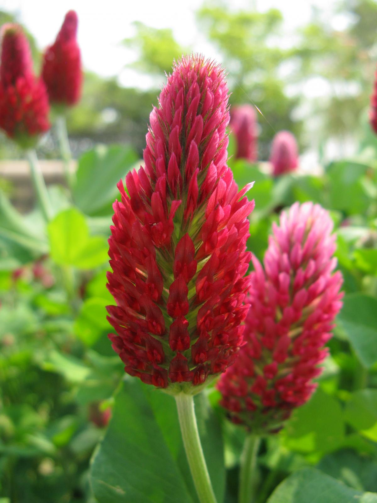 Crimson clover