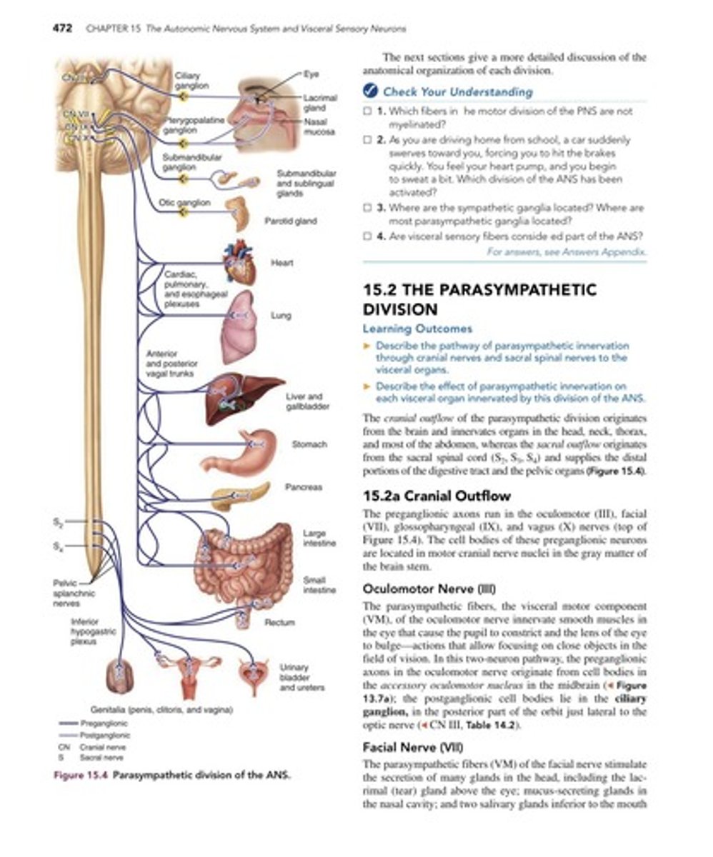 <p>Cranial nerves III (Oculomotor), VII (Facial), IX (Glossopharyngeal), and X (Vagus).</p>