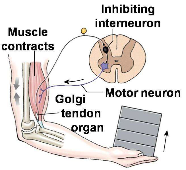 <p>To stabilize the joint posture, how would the inhibitory interneuron come into play?</p>